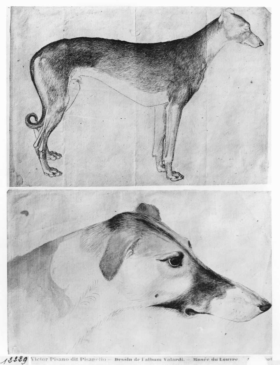 Levriero e testa di un levriero, dal The Vallardi Album da Antonio Pisanello