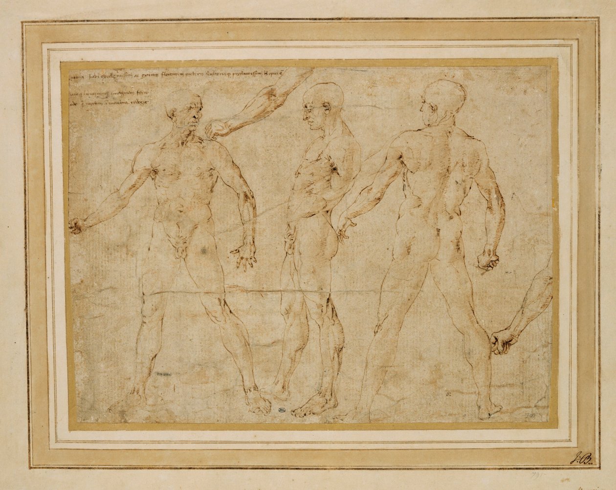Tre nudi maschili, di fronte, di spalle e di profilo; ... da Antonio (attr. to) Pollaiuolo