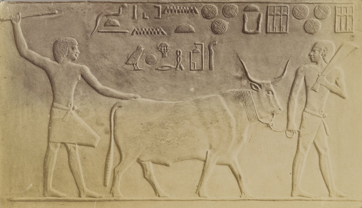 Toro sacro a Saqqara da Antonio Beato