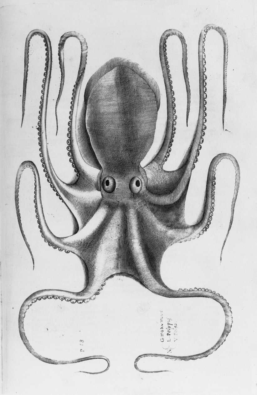 Illustrazione da "Aquatilium animalium historiae, liber primus" di Ippolito Salviani, 1554 da Antonio Lafreri