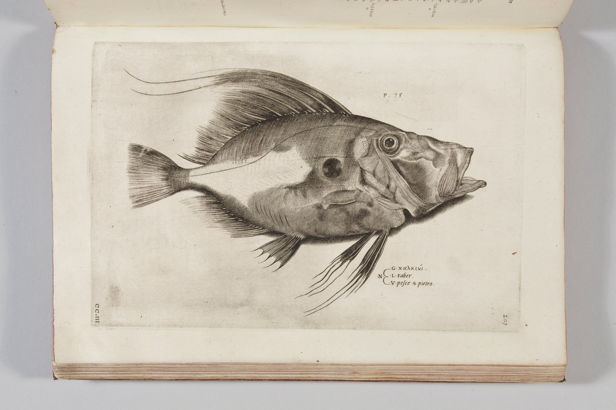 Illustrazione da "Aquatilium animalium historiae, liber primus" di Ippolito Salviani da Antonio Lafreri