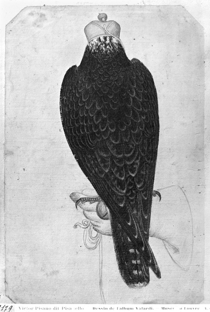Falco sulla mano, visto da dietro, dall