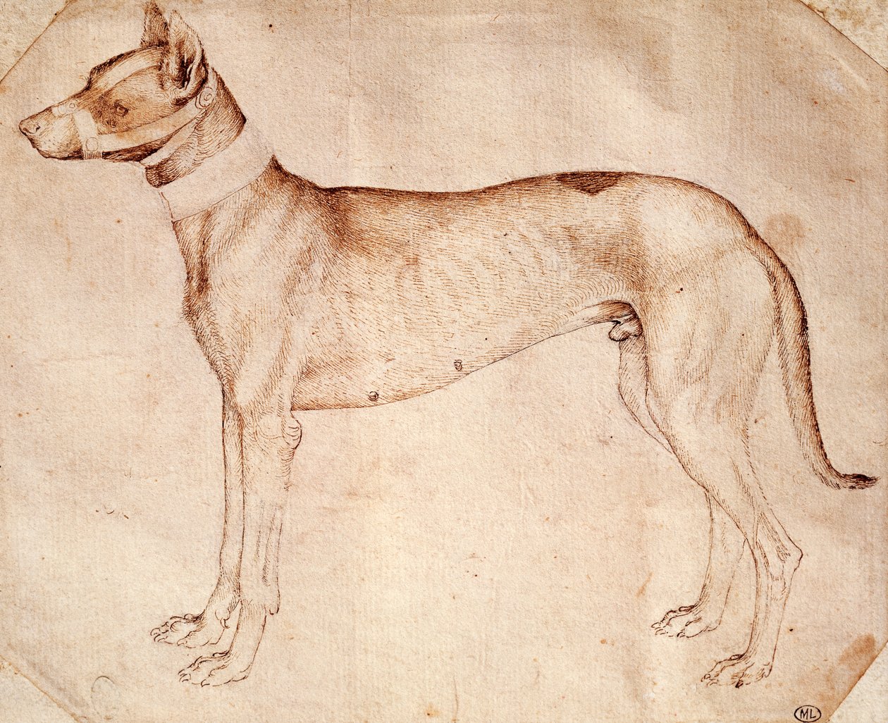 Studio di cane da caccia, disegno a penna e inchiostro marrone da Antonio Pisanello