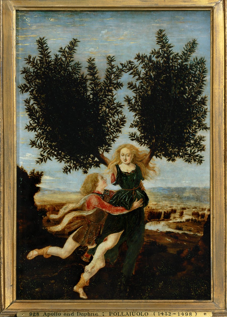 Apollo e Dafne ... (dipinto su tela) da Antonio Pollaiuolo