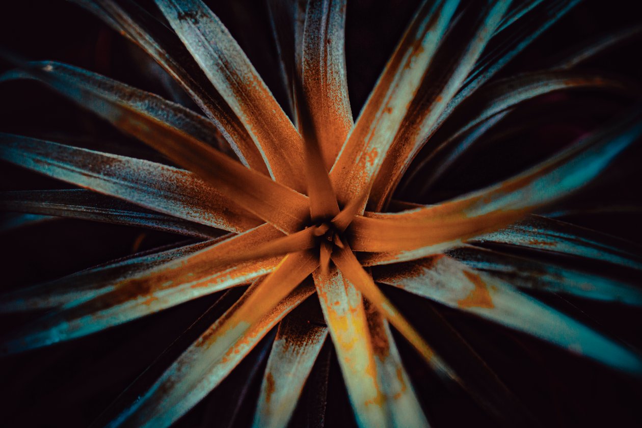 Bromelioideae, 2015 (foto digitale) da Antonio Schubert