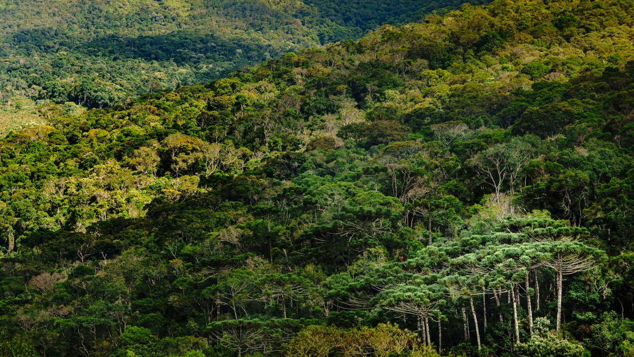 Mantiqueira LVIII, Brasile, 2023 (foto) da Antonio Schubert