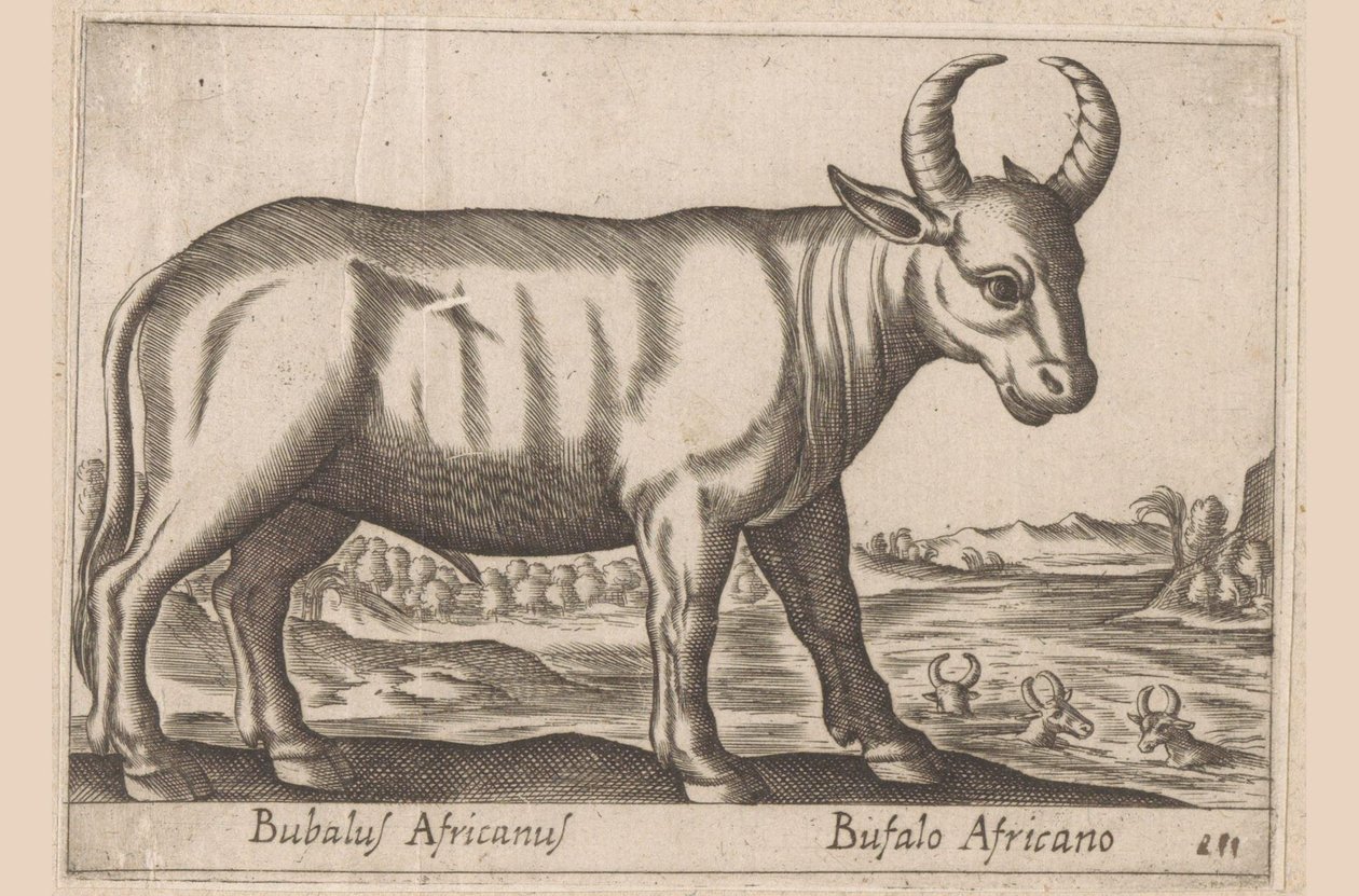 Bufalo africano (Animali e creature favolose) da Antonio Tempesta