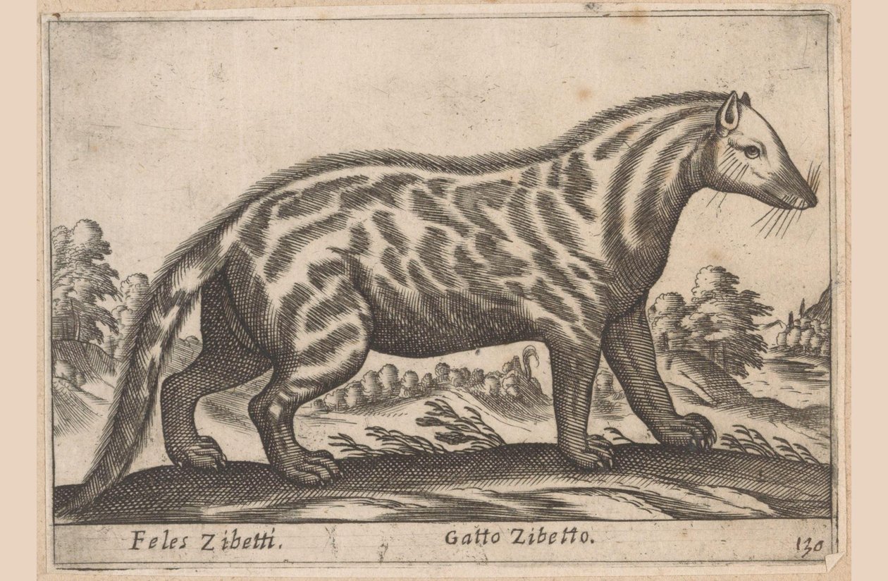 Gatto zibetto da Antonio Tempesta