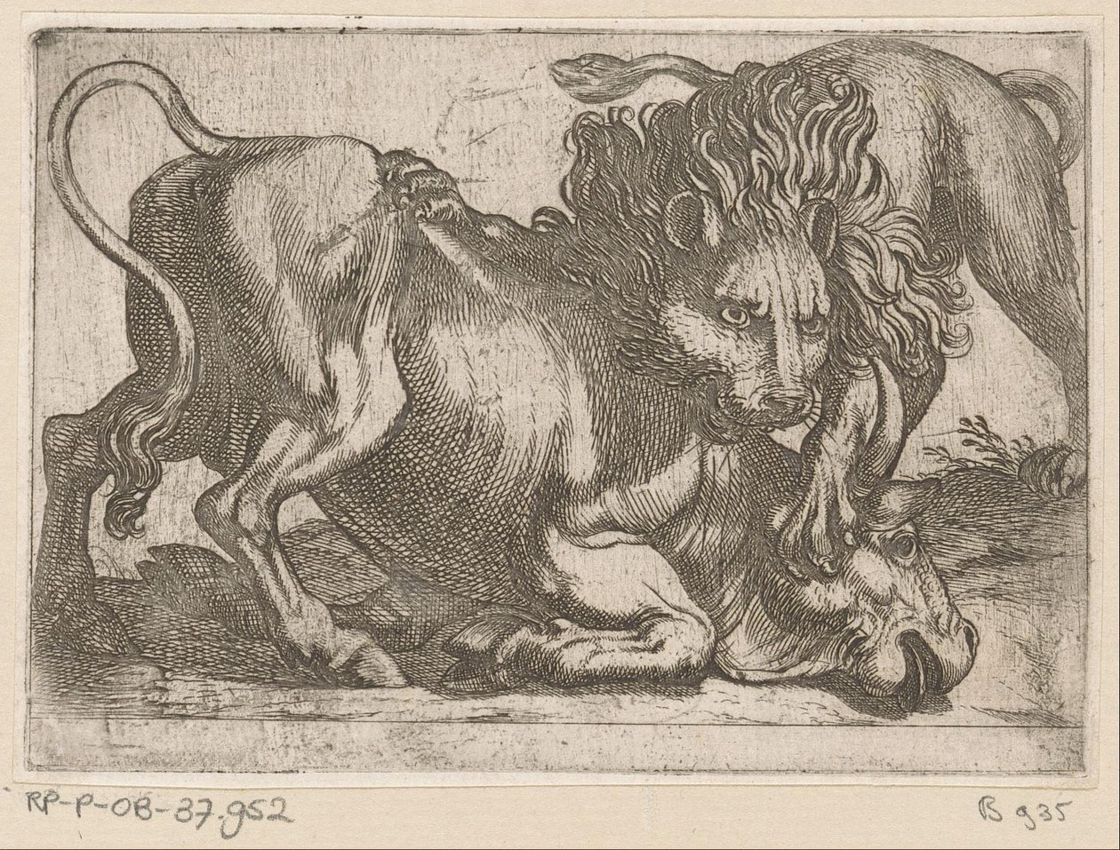 Un leone attacca un toro da Antonio Tempesta
