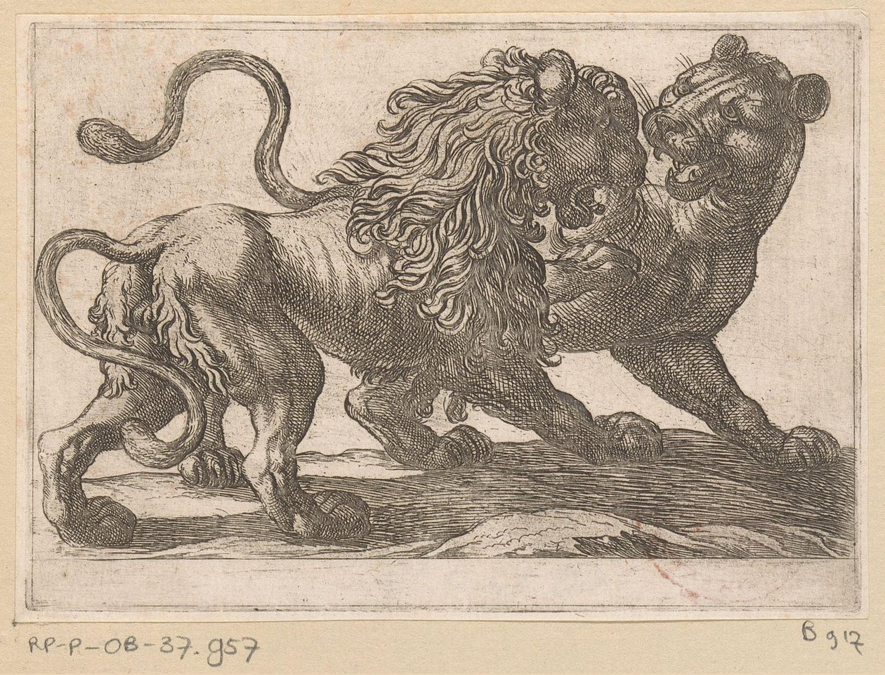 Un leone che combatte con una leonessa (serie Vechtende dieren) da Antonio Tempesta