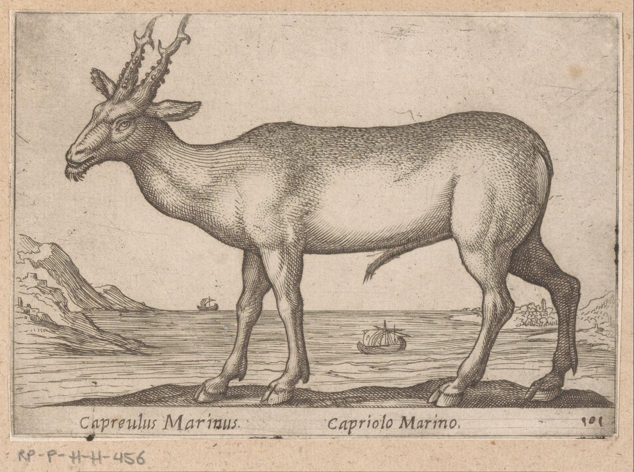 Capriolo Marino (titolo sull