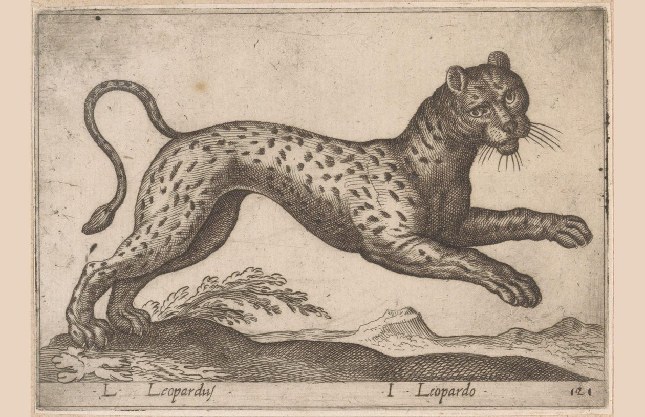 Leopardo da Antonio Tempesta