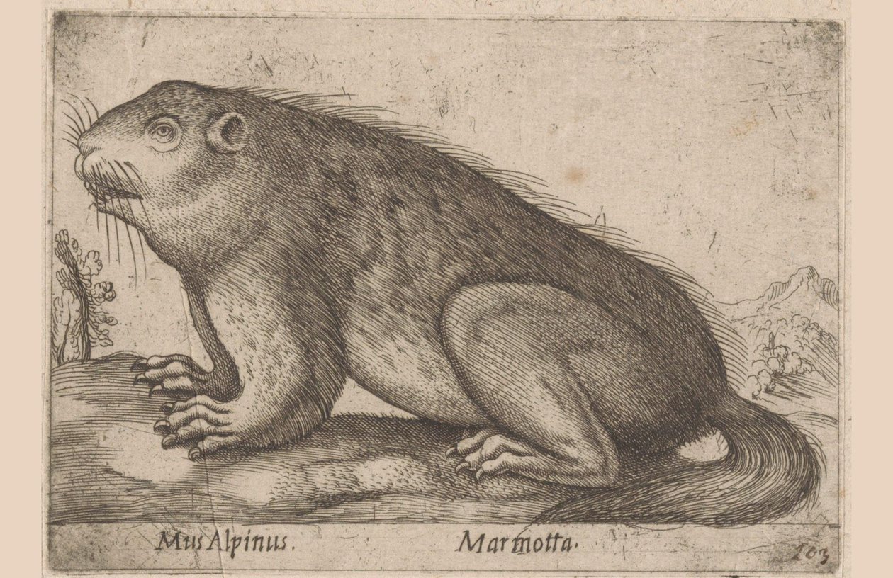 Marmotta da Antonio Tempesta