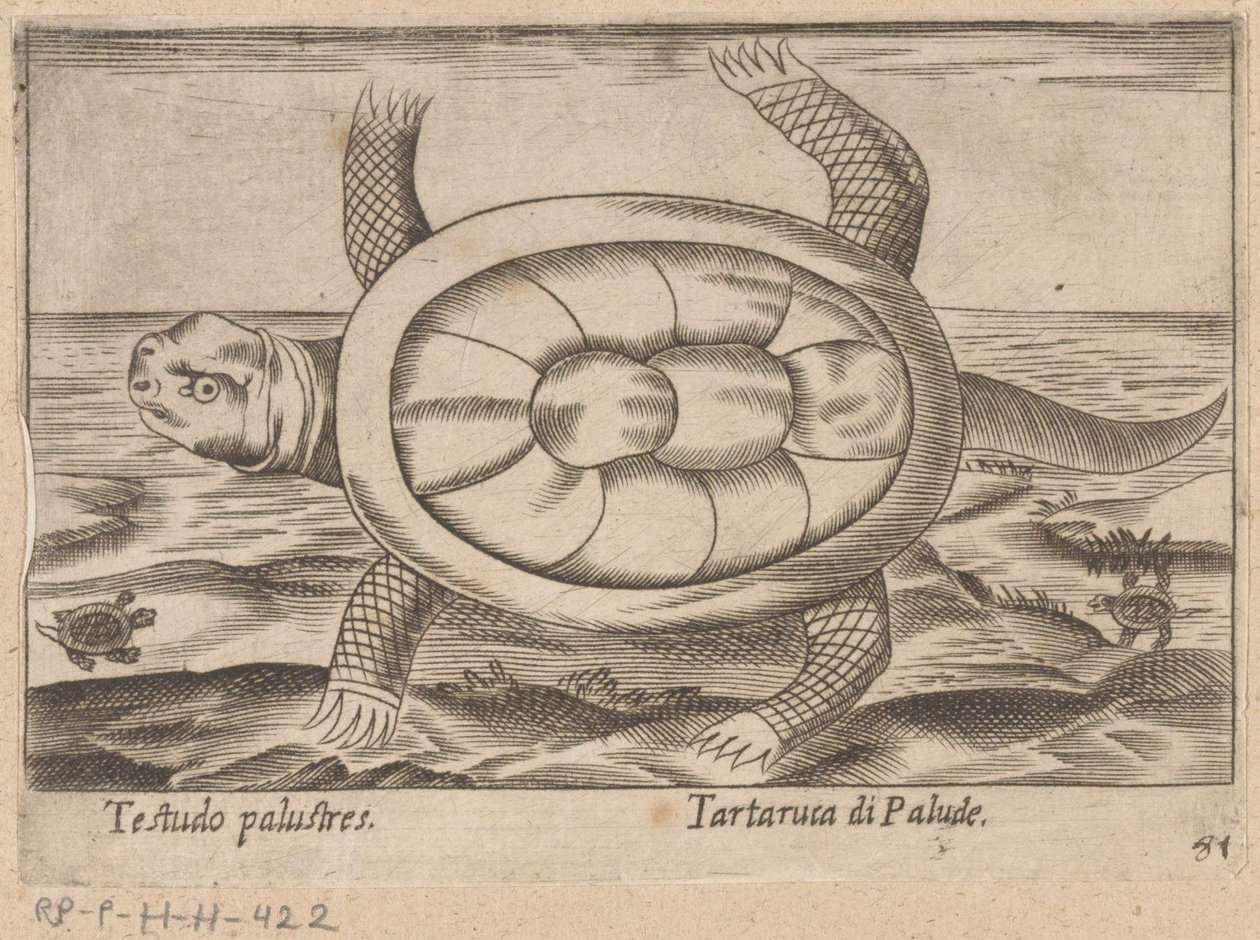 Tartaruga di palude da Antonio Tempesta