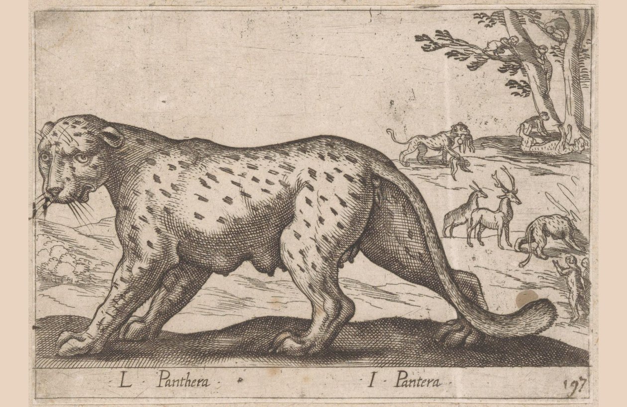 Pantera da Antonio Tempesta