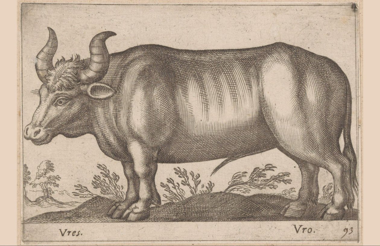 Bue da Antonio Tempesta