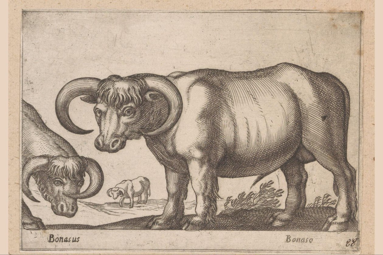 Bovini Bonasus/Bonaso (titolo sull