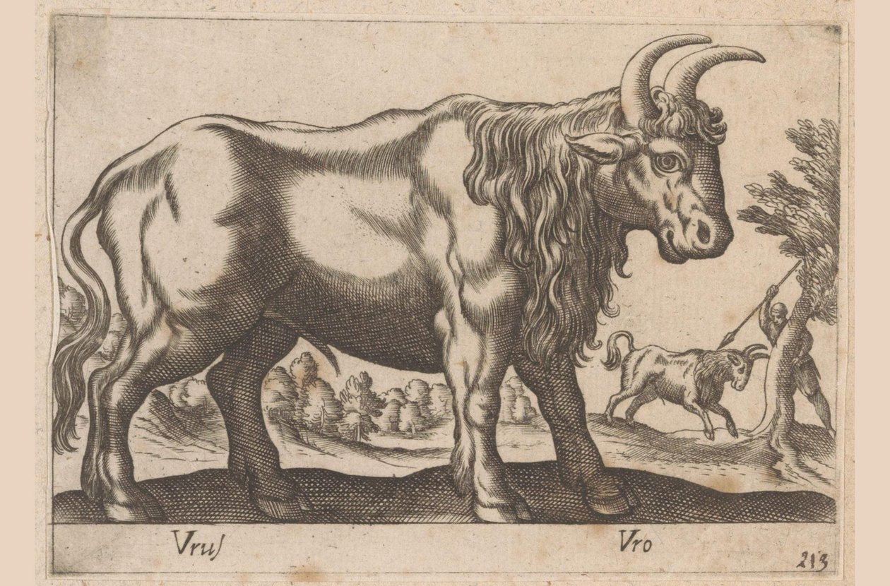 Toro da Antonio Tempesta