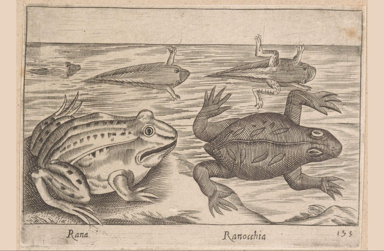 Cinque stadi di una rana da Antonio Tempesta