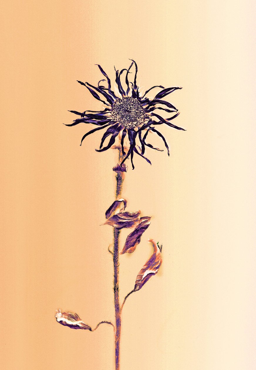  da Antonius Antonius