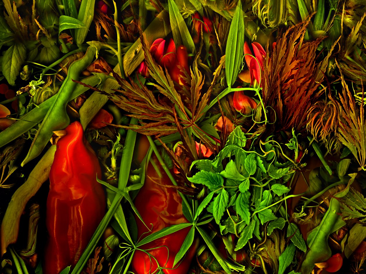  da Antonius Antonius