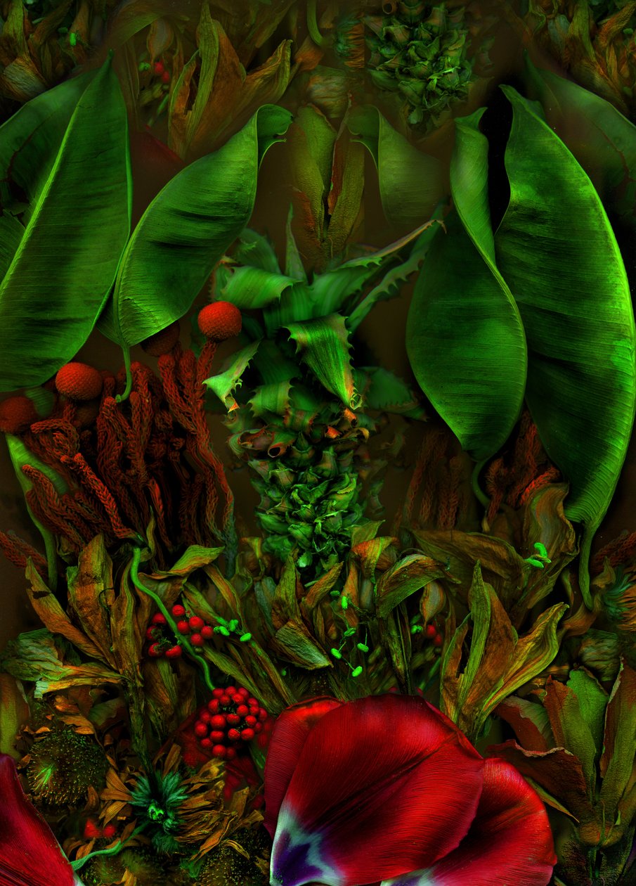  da Antonius Antonius