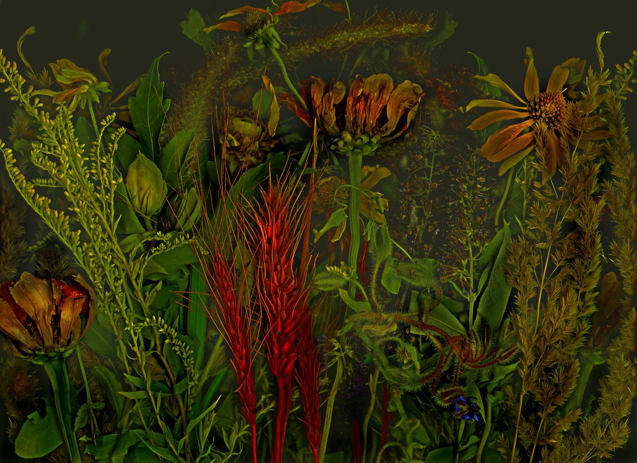  da Antonius Antonius