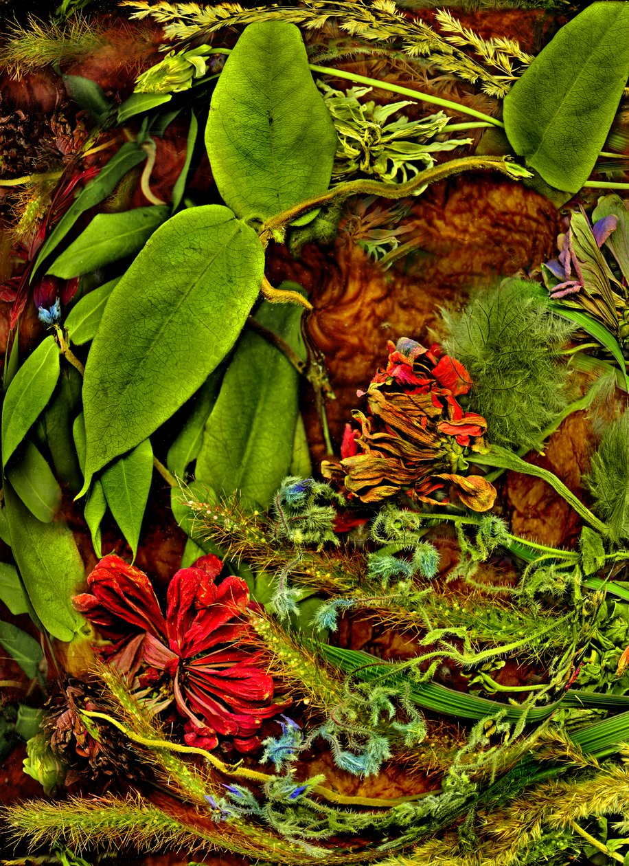  da Antonius Antonius