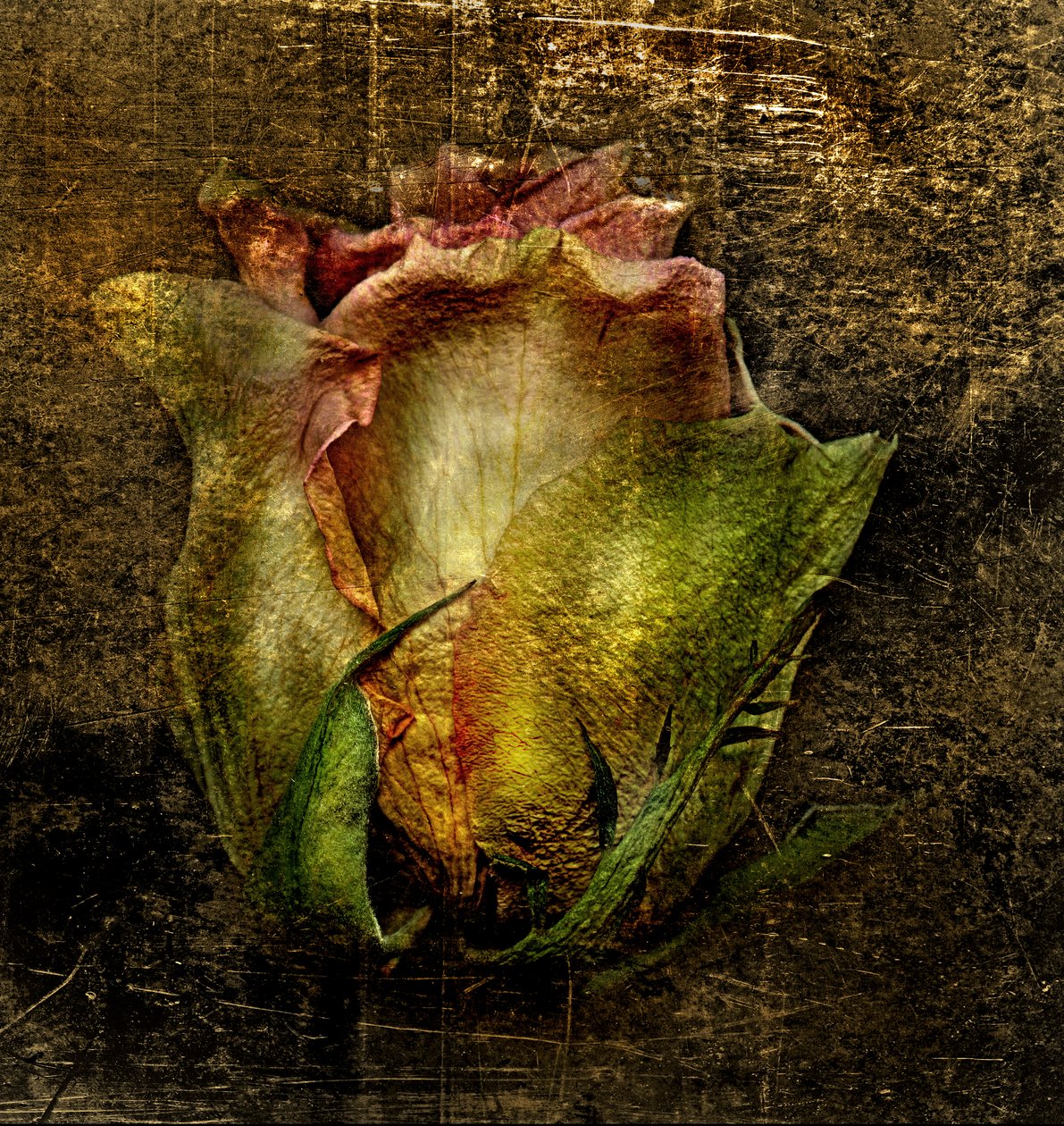  da Antonius Antonius