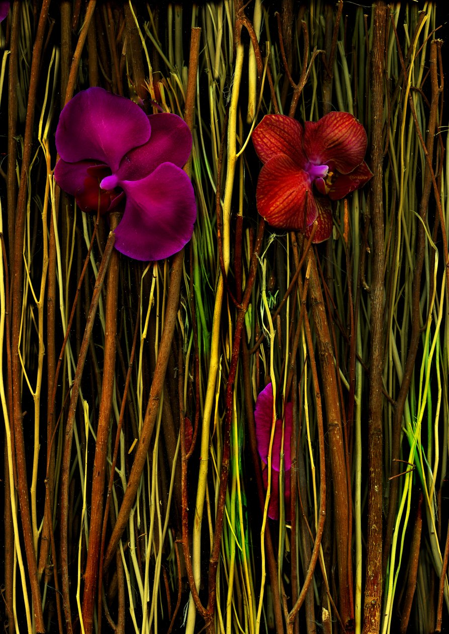  da Antonius Antonius