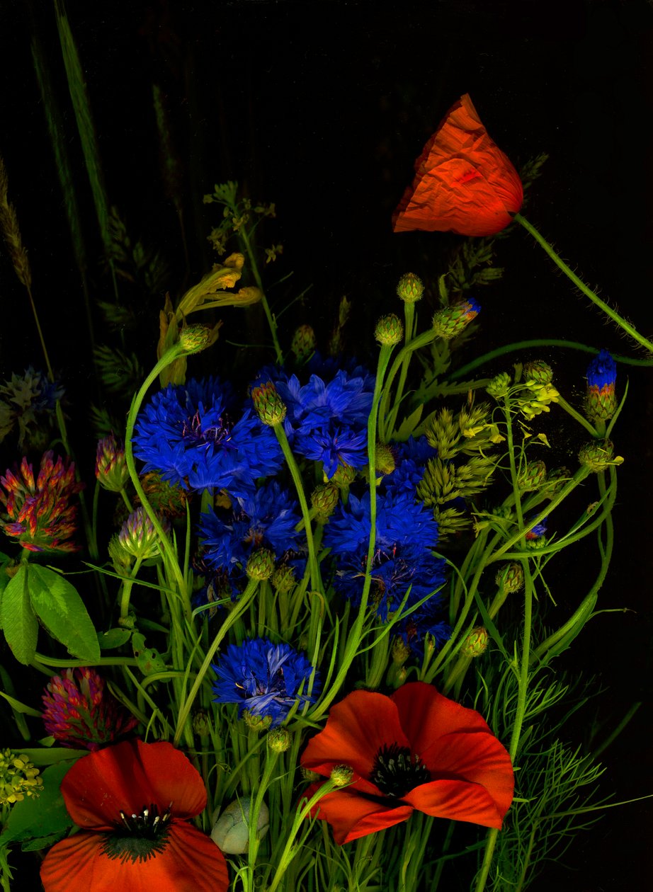  da Antonius Antonius