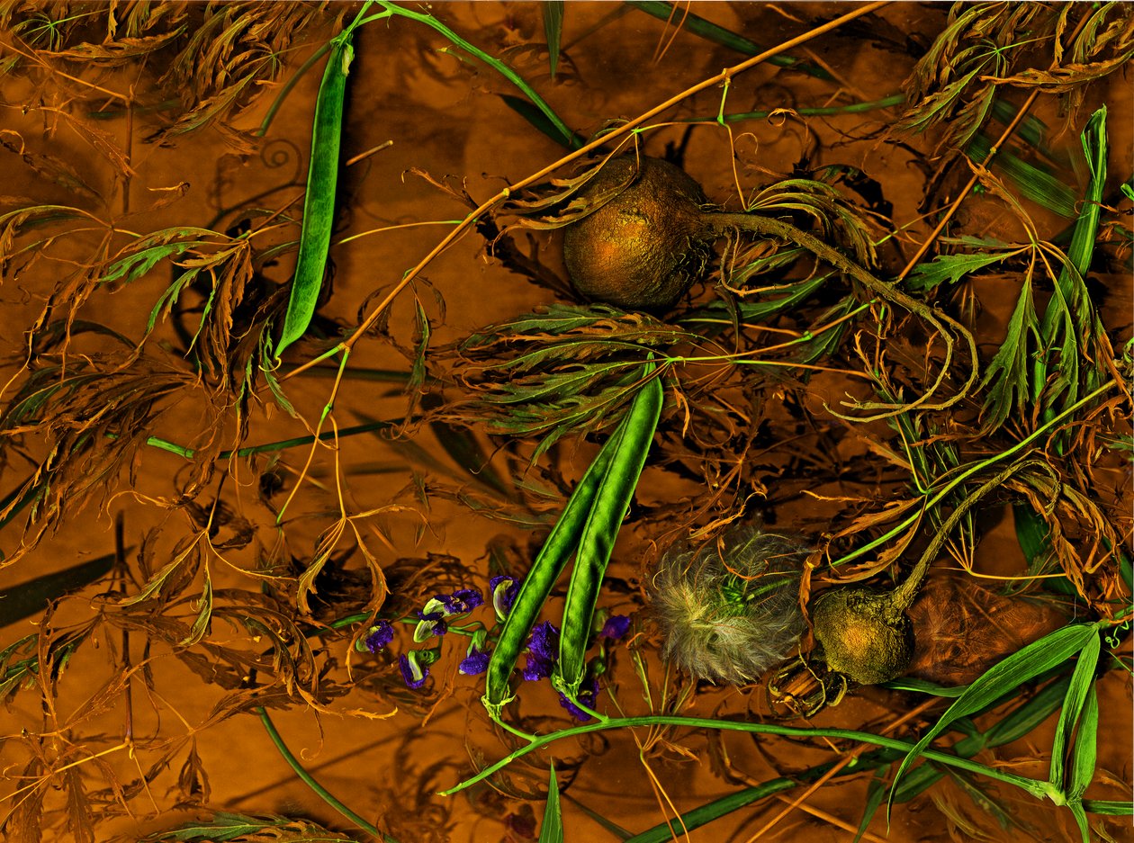  da Antonius Antonius