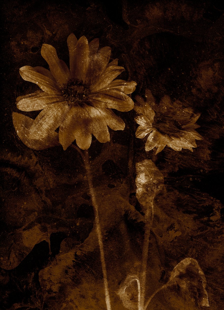  da Antonius Antonius