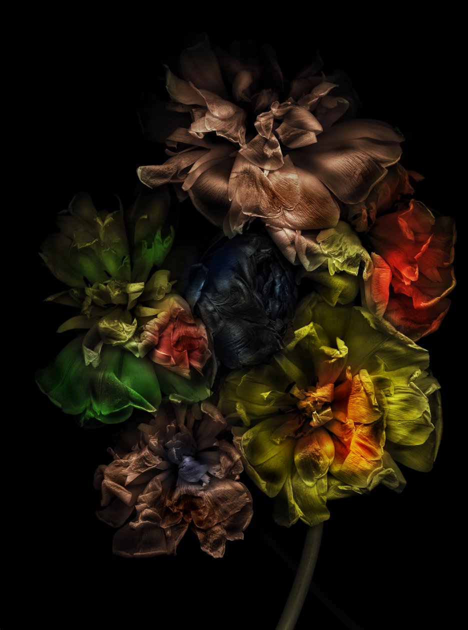  da Antonius Antonius