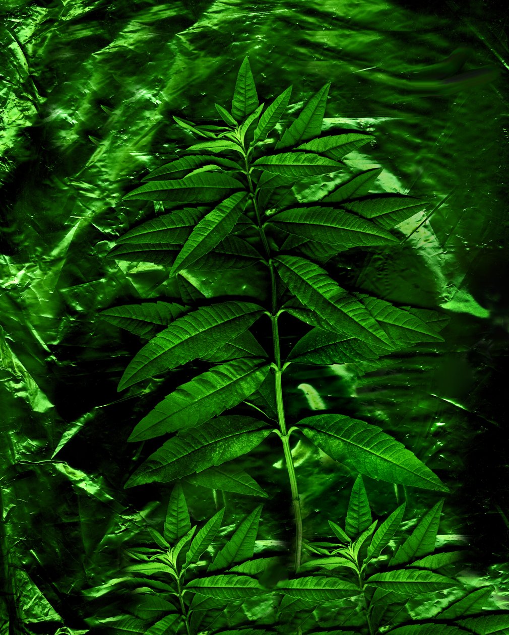  da Antonius Antonius