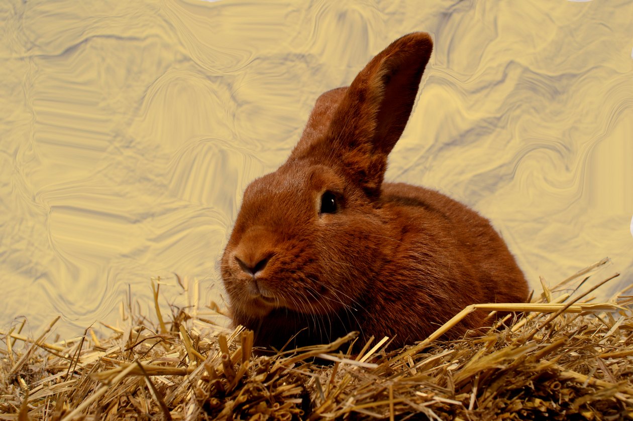  da Antonius Antonius