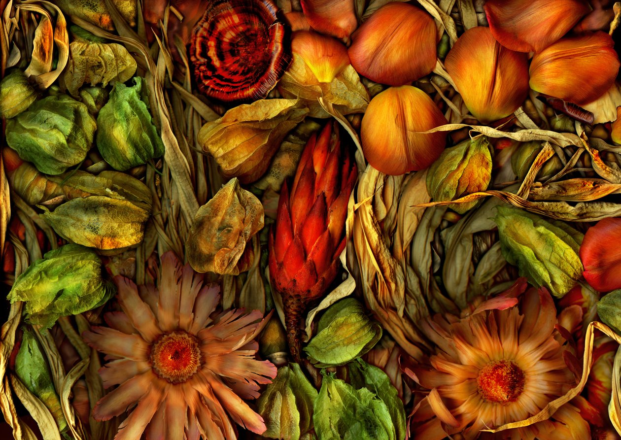  da Antonius Antonius