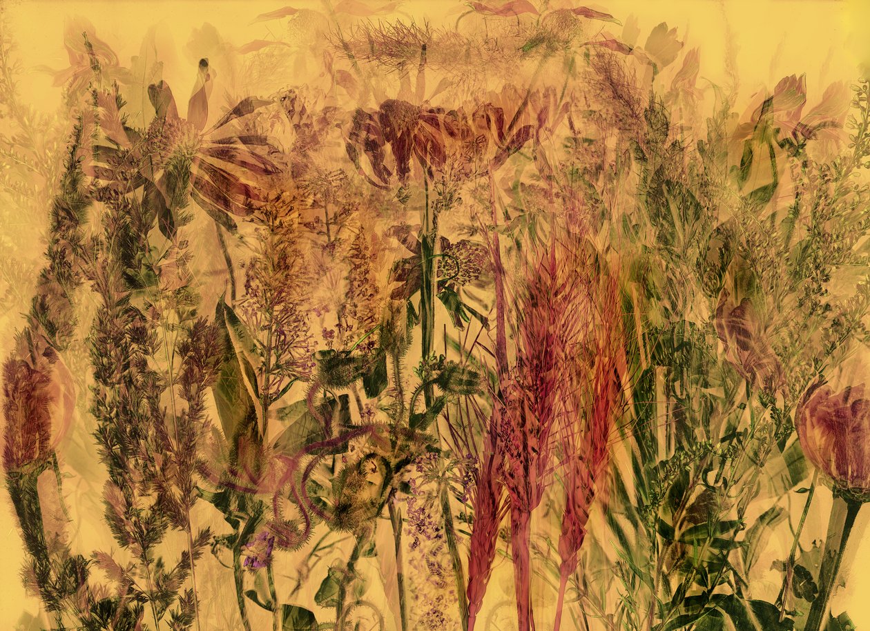  da Antonius Antonius