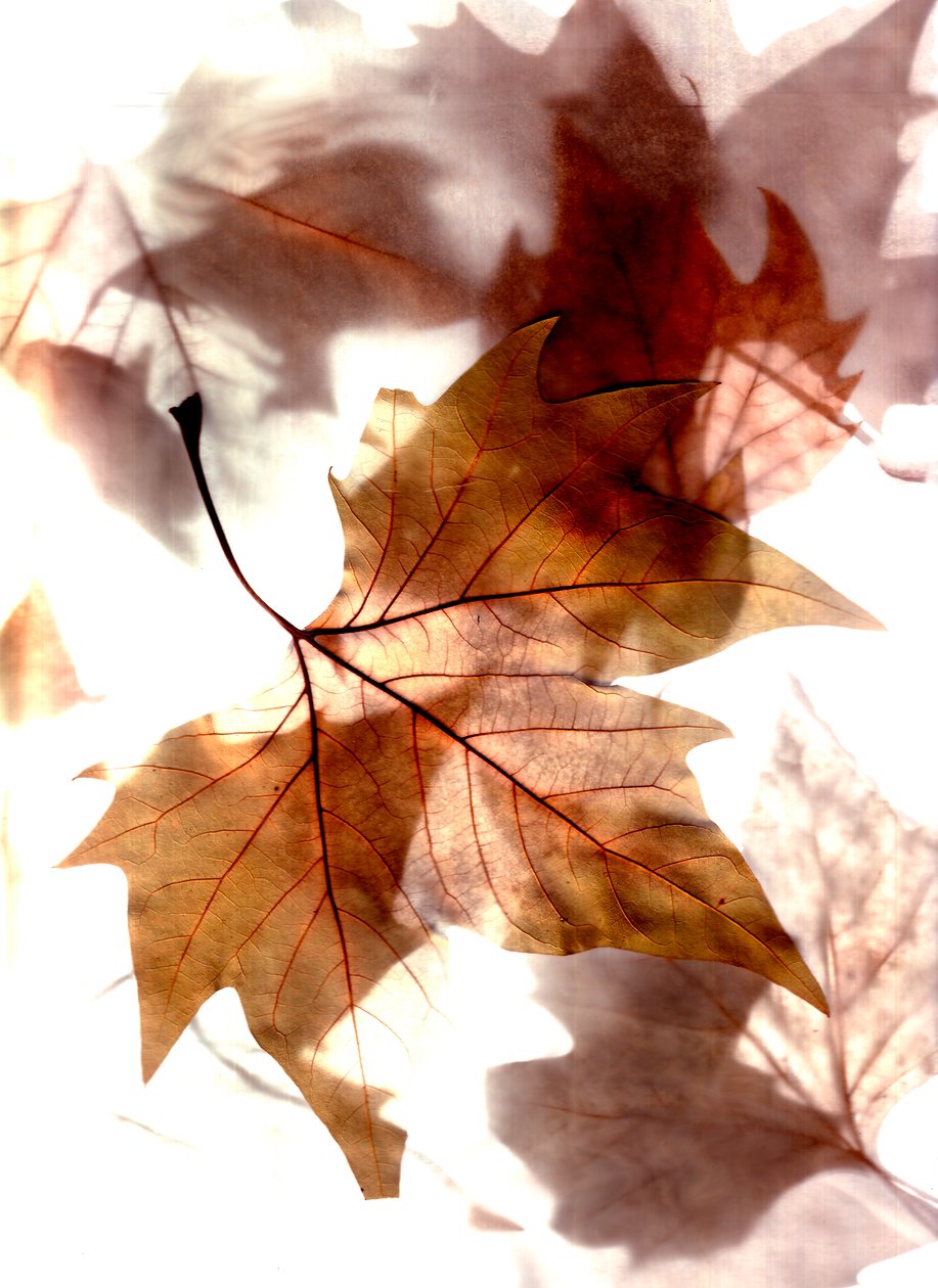  da Antonius Antonius