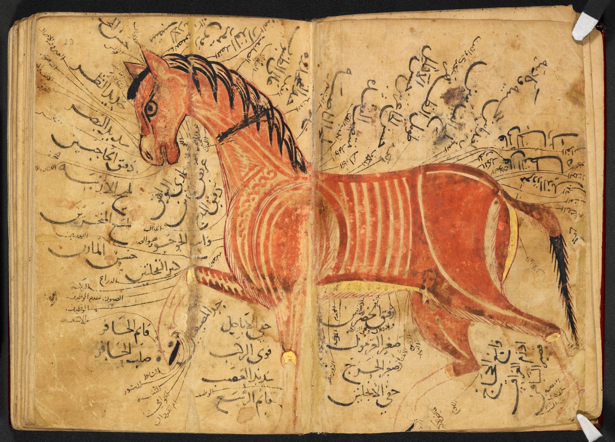 Cavallo, da 