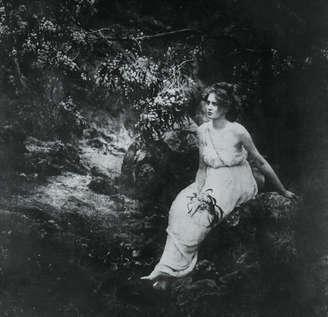 Wattle costiero, Acacia longifolia da Archibald James Campbell