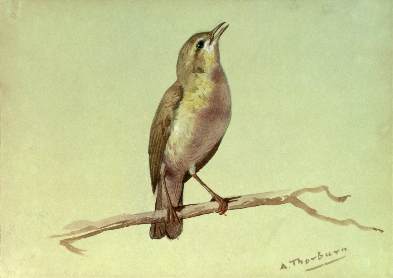 Una allodola da Archibald Thorburn