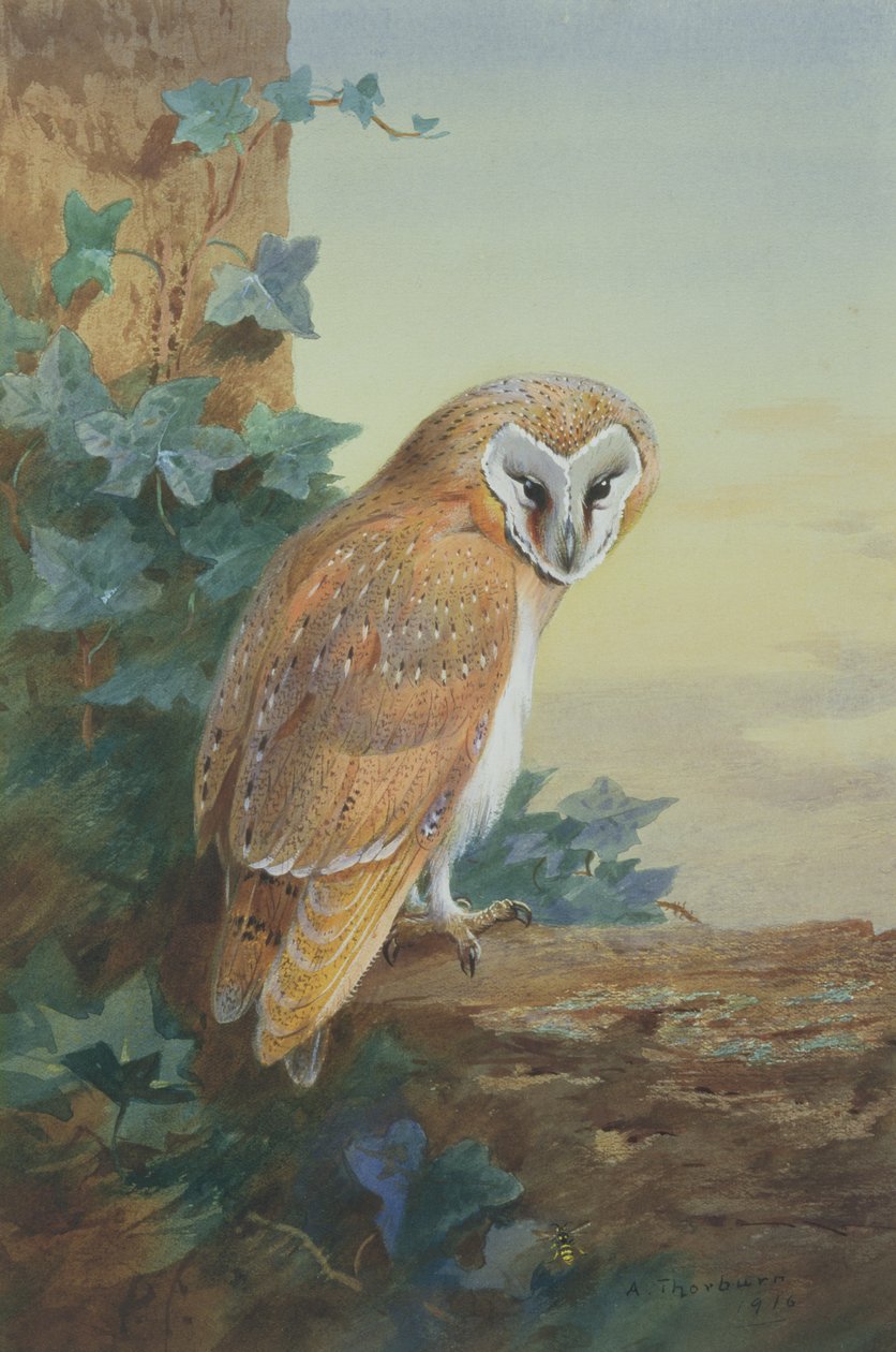 Civetta, 1916 da Archibald Thorburn