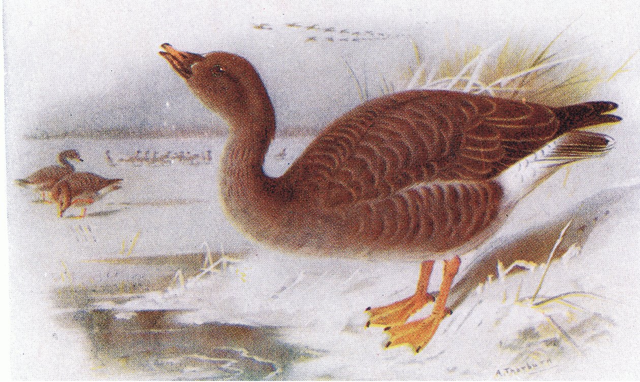 Oca Fagiolo da Archibald Thorburn