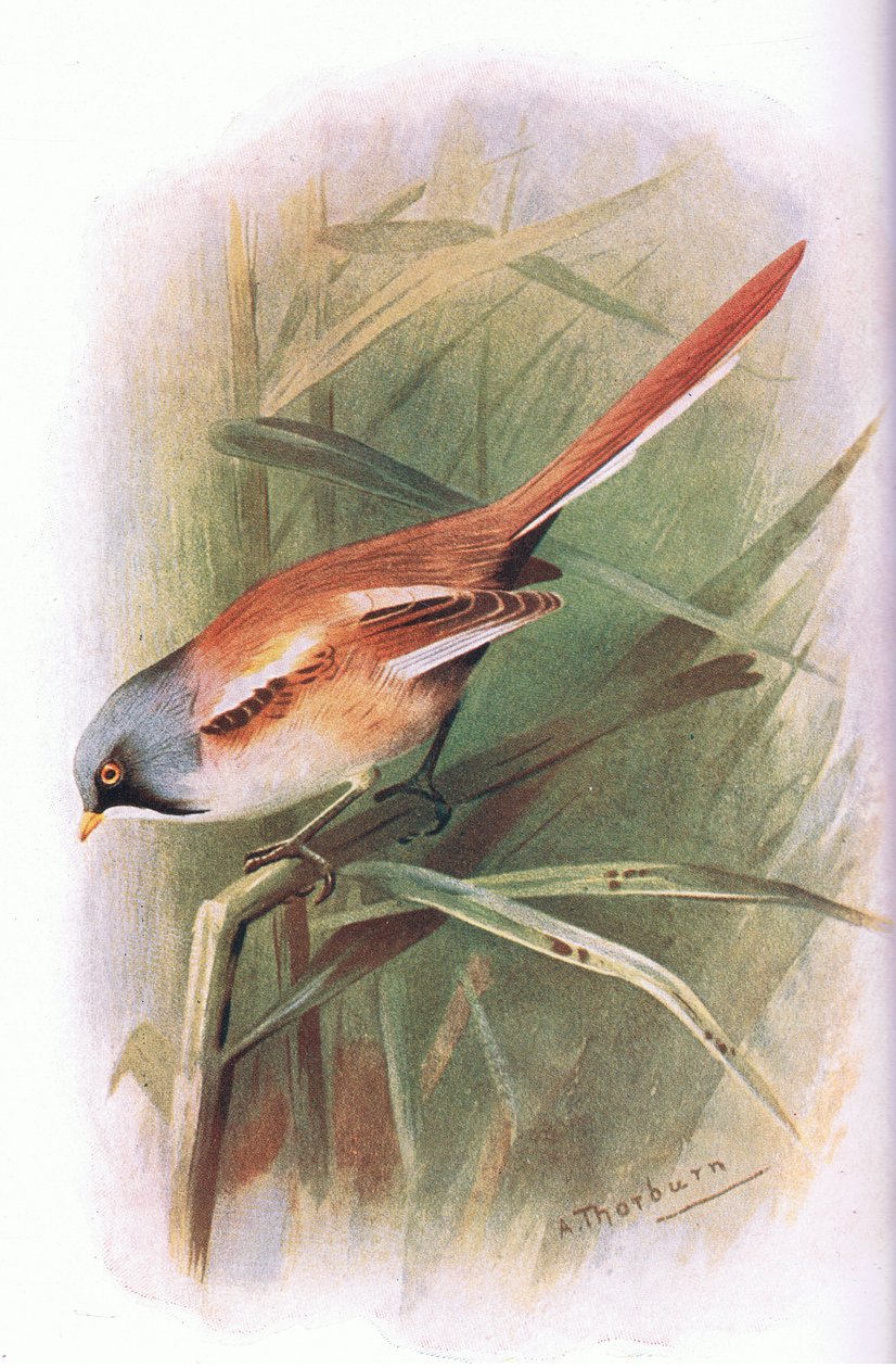 Cincia dal ciuffo, da British Birds pubblicato da Longmans, 1932 da Archibald Thorburn