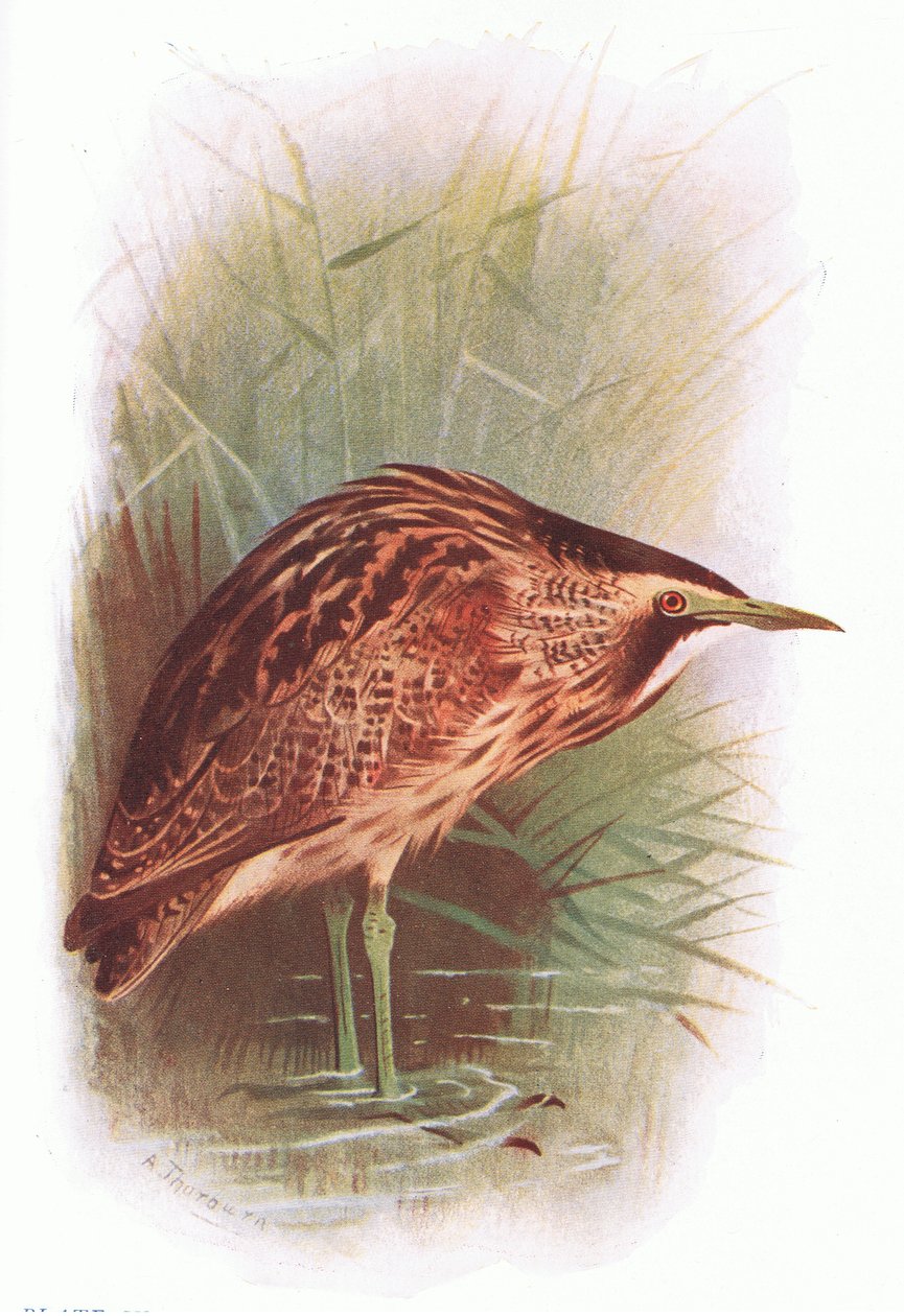 Tarabuso, da British Birds pubblicato da Longmans, 1932 da Archibald Thorburn