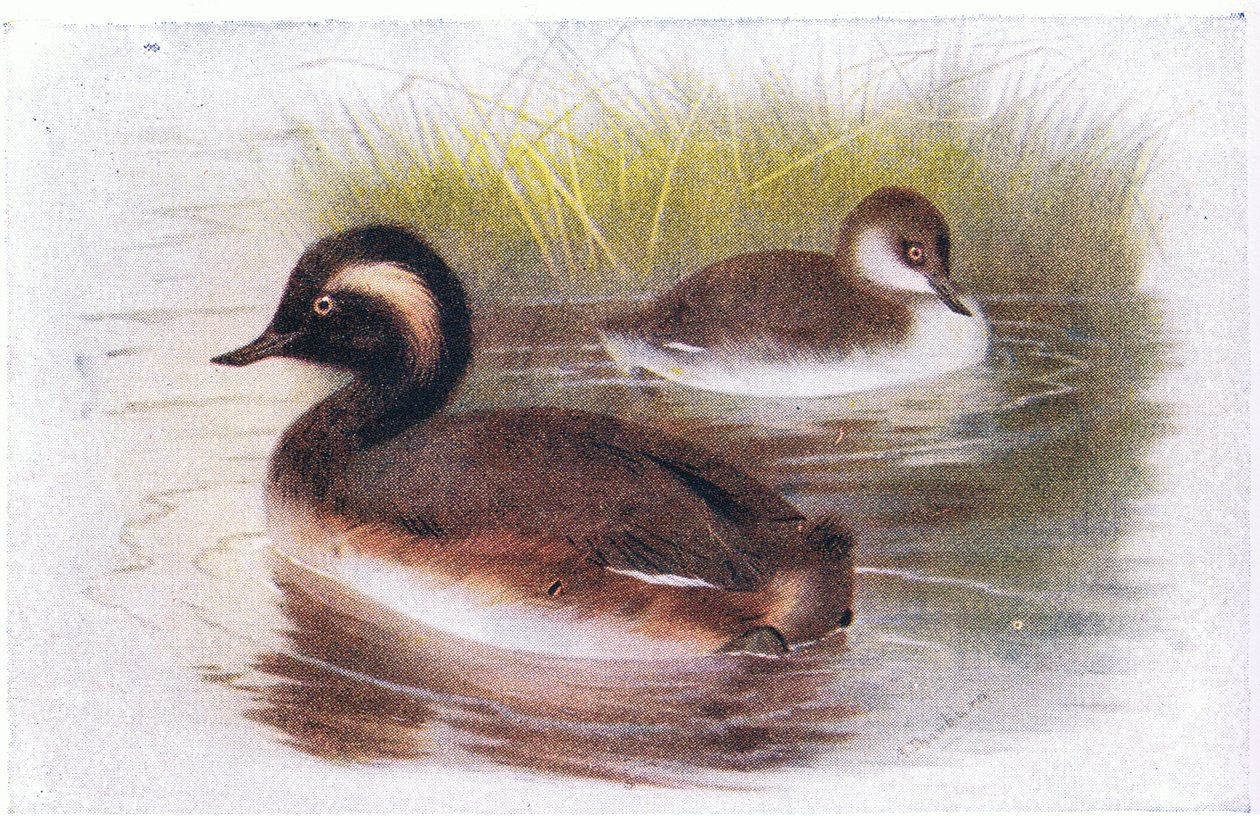 Svasso dal collo nero da Archibald Thorburn