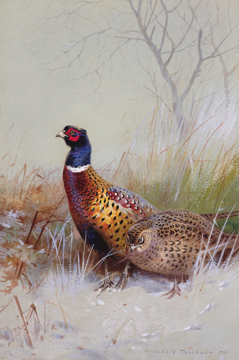 Fagiani dal collo ad anello cinesi nella neve, 1910 da Archibald Thorburn