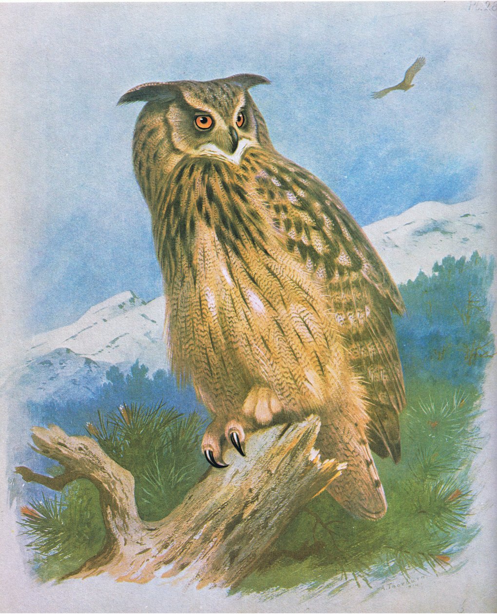 Gufo reale, pub. da Book Club Associates, 1972 da Archibald Thorburn