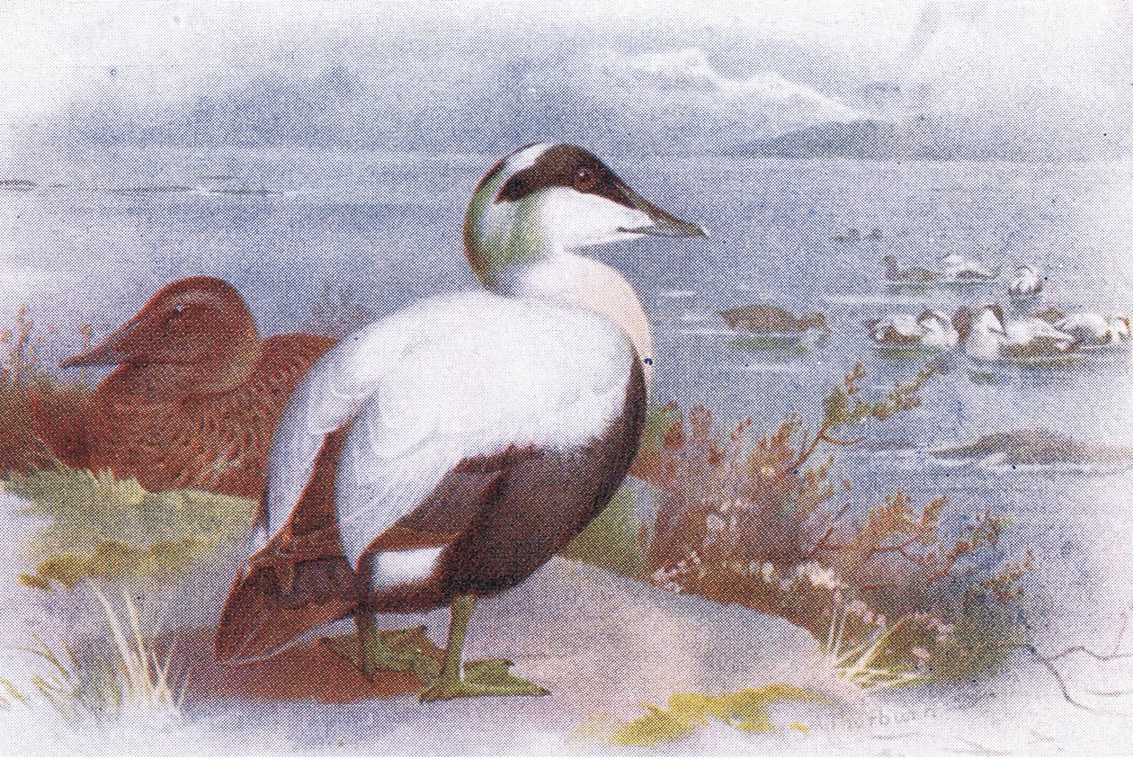 Edredone da Archibald Thorburn